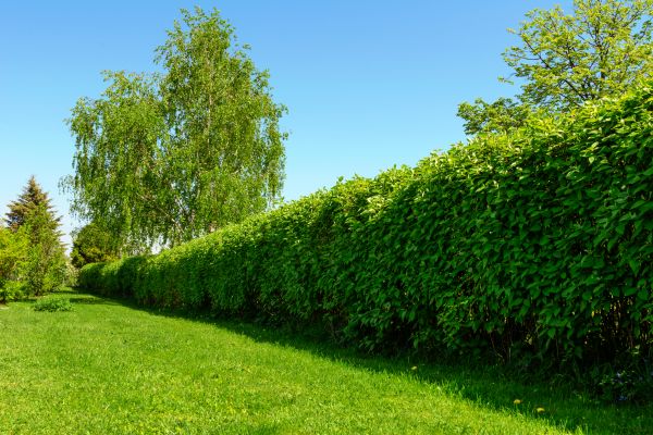 Hedge Replacement in Brentwood