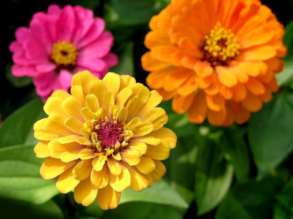 Zinnia Planting in Brentwood