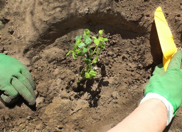 Rose Bush Planting in Brentwood