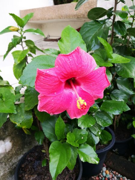 Hibiscus Planting in Brentwood