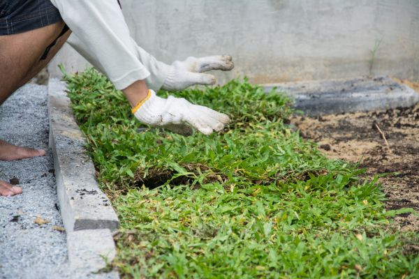 Ground Cover Planting in Brentwood