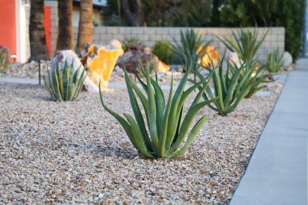 Drought Resistant Landscaping in Brentwood