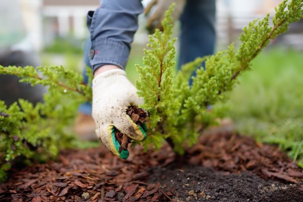Church Mulching in Brentwood