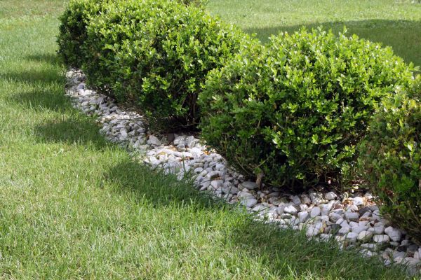 Boxwood Planting in Brentwood