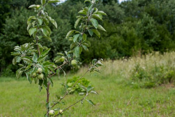 Apple Tree Planting in Brentwood