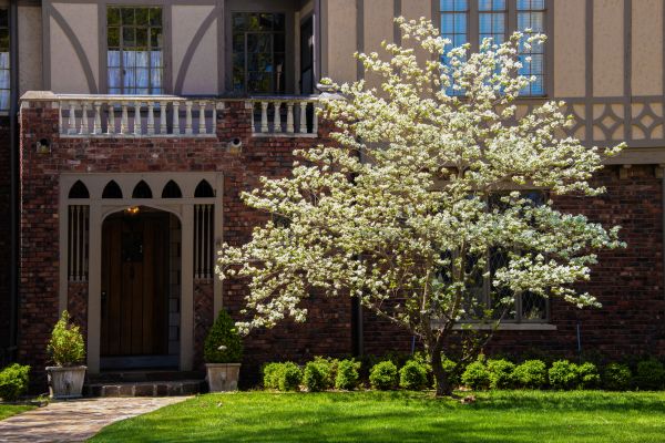 Dogwood Tree Planting in Brentwood